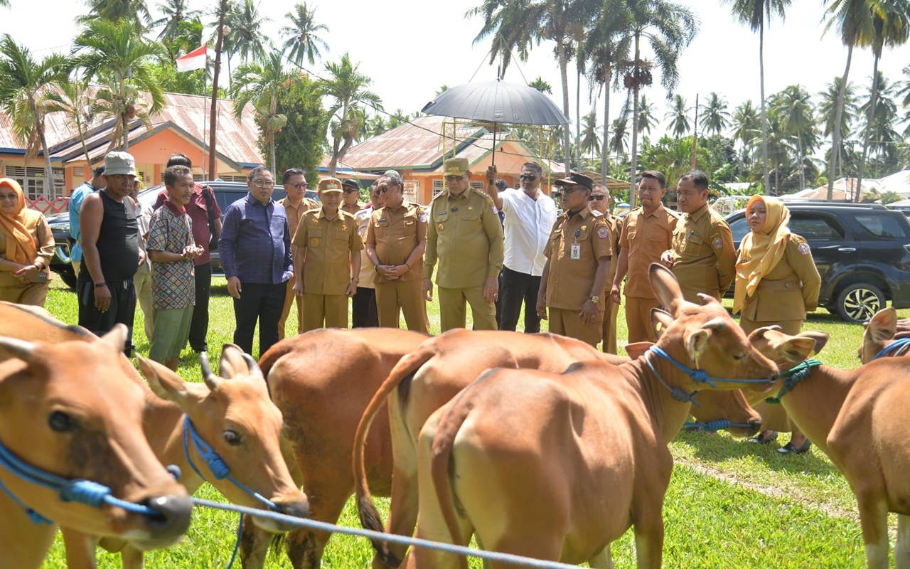Turun ke Pohuwato, Gusnar Ismail Pastikan Bantuan Sapi Sehat dan Siap Inseminasi