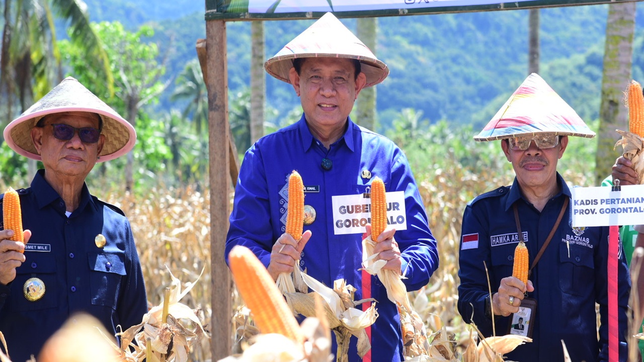 Baznas Gorontalo Gelar Panen Raya Jagung Lewat Program Lumbung Pangan