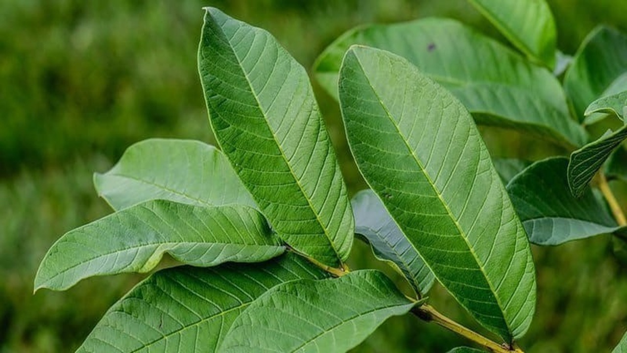 Manfaat Daun Jambu Biji, Benarkah Dapat Memperlancar BAB?