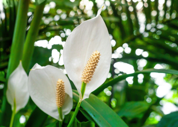 5 Rekomendasi Tanaman Hias Indah dan Murah untuk Rumah