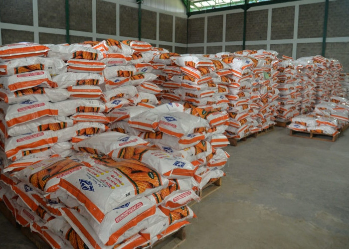 481,6 Ton Benih Jagung Tiba di Gorontalo, Gusnar Ismail Pastikan Distribusi ke Petani