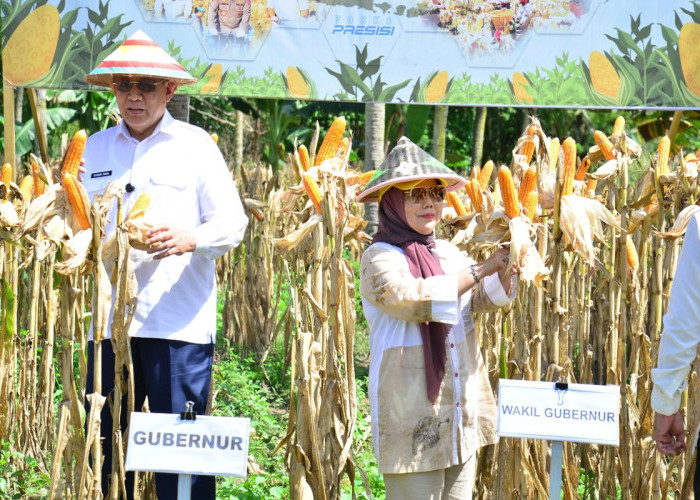 Sinergi Polri dan Pemprov, Produksi Jagung Gorontalo Ditargetkan Tembus 1,5 Juta Ton