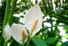 5 Rekomendasi Tanaman Hias Indah dan Murah untuk Rumah